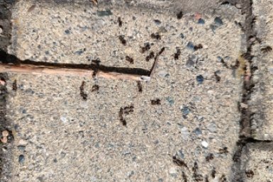 Раскладываю крышки от бутылок – и муравьи мрут колониями: даже царице конец - рабочий метод