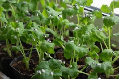 Белокрылка угрожает домашней рассаде. Рассказываем, как ее спасти