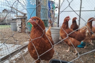 В апреле несушкам – нужно как воздух: пару горстей в корм – и куры несутся как ошалелые