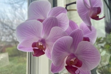 Орхидеи покроются бутонами и цветут без остановки: в Сеть слили секрет мощной подкормки от цветоводов