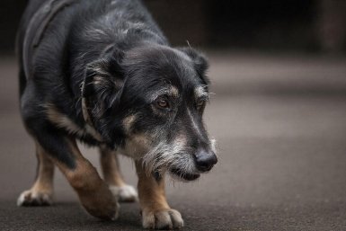 В беде никогда не бросят: названы 4 породы собак, которые защитят хозяина любой ценой