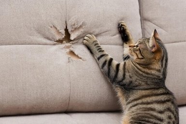 Стоп когтям: как отучить кота драть мебель за 1 день