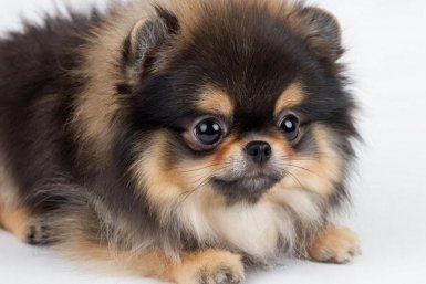 Маленькая собака, большие хлопоты: вся правда о "игрушечных" породах