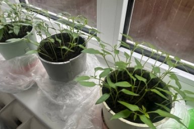 2 таблетки - и рассада прёт как на дрожжах: корни мощные, стебли крепкие, хоть на рынок неси