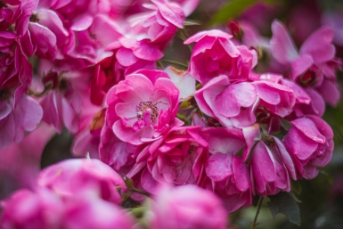 Добавляю 1 банановую шкурку под куст — и розы цветут до ноября: соседки завидуют, магазины отдыхают