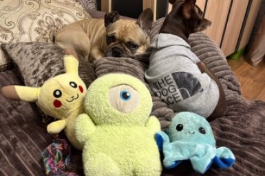 Один взгляд на собаку — и ясно, здорова ли: 10 признаков, которые нельзя пропустить