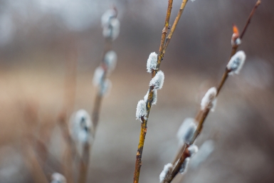 Ветреная и снежная погода установится в Иркутске в субботу, 11 апреля