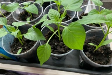 Таблетка на банку воды — и хилая рассада пухнет на глазах: крепкая, мощная — корни прут без остановки