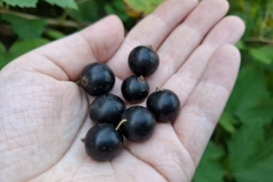 Как правильно обрезать крыжовник и смородину в апреле: 2 "чика" - и ягод больше, чем песка в море