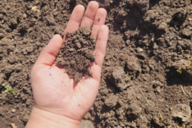 Мощнее КАМАЗа навоза: раскидайте это по весенним грядкам под конец апреля – почва мягче плюша