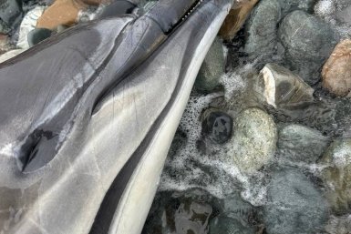 Эксперты связали гибель 132 дельфинов на Кубани с ловом камбалы