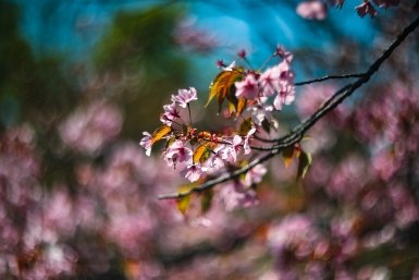 Что посадить в тени, где ничего не растёт: растения для безнадёжного места