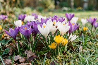 Секрет голландских лужаек: 4 золотых правила после цветения крокусов, чтобы весной сад утопал в цветах