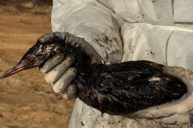 На побережье Анапы обнаружено более 200 птиц в мазуте