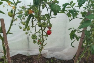 С апреля по июль опрыскиваю дешманским средством все подряд: урожая потом море — на всех соседей хватило