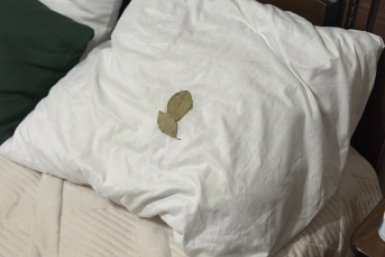 3 лавровых листа под подушку — и храп уходит: бабушка посоветовала