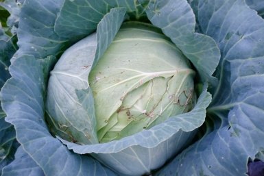 1 горсть золы и луковой шелухи в лунку — и капуста без дырок: гусеницы обходят стороной