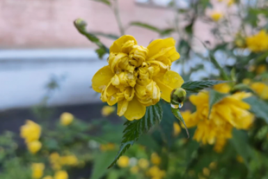 Циклон принес на Кубань дожди и температуру ниже нормы