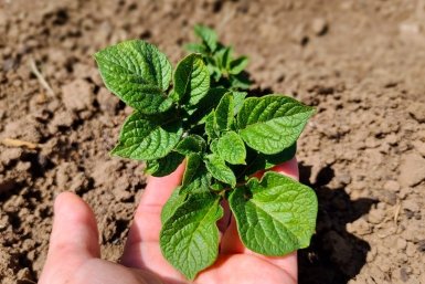 Клубни в землю не бросаю – сажаю семена: картошки больше, чем звезд на небе – с 1 сотки по 800 кг