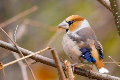 Птиц из Красной книги заметили в парках Москвы