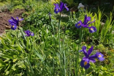 Как ирисы тронулись в рост — обязательно: 3 шага весной для пышного цветения, бородатым и безбородым