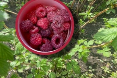 1 стакан на 10 л – и кусты покрыты одеялом из малины: с одного 2,5 кг ягод