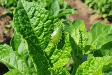 Развожу 1 средство — и тля исчезает сама: листья чистые, цветы радуют до лета