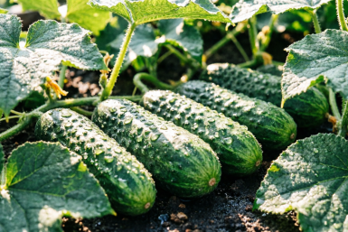 Мощная "мешанка" для огурцов: пшикаю по кусту — мучнистая роса исчезла за раз