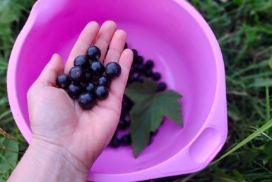 В апреле – точно пора: бросьте 2 ложки под смородину – летом не куст, а конвейер по производству ягод