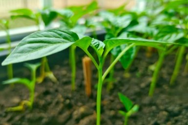Подросшей рассаде перцев – твердое "нет": 5 факторов, из-за которых она вырастет слабой и тонкой