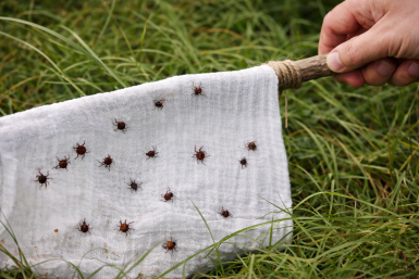 Беру белую ткань с палкой - и иду в флагом по огороду, а он кишит клещами: экспресс-тест на кровососов