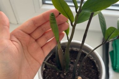 1 ампула в воду – даже самый дохлый замиокулькас превратится в зеленого гиганта: не подкормка, а чудо-коктейль