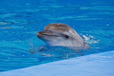 дельфины, океанариум, дельфинарий Мария Смитюк, ИА PrimaMedia