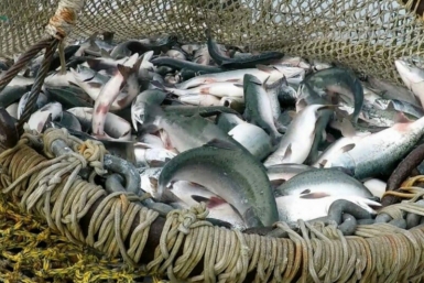 Для Магаданской области утвержден оптимистичный прогноз вылова лососей на 2026 год Источник