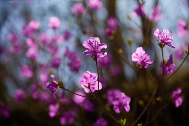 На этой неделе в Красноярске сохранится прохладная погода
