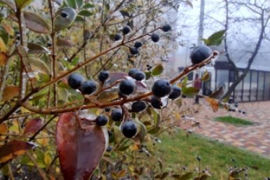 Заморозки ожидаются на Ставрополье 14, 15 и 16 апреля