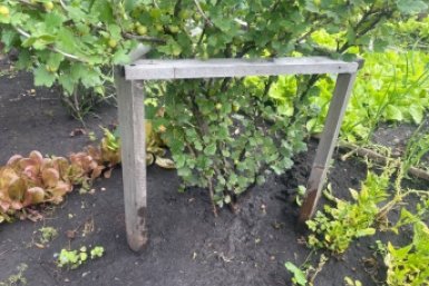 5 лучших соседей для крыжовника - удваивают урожай, отпугивают вредителей