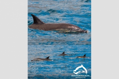 В море под Севастополем снова появился известный дельфин Вэйми