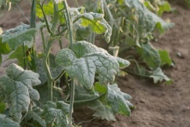 Развожу 1 стакан — и мучнистая роса сваливает сама: огурцы чистые, урожай зреет до заморозков