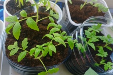 Дачники, не тратьтесь на дорогие стимуляторы: таблетка за 33 рубля из аптеки — и томаты прут как на дрожжах