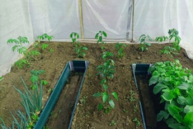 Дрожжи как взбесились: глина превратилась в богатейший чернозем за 2 раза — урожай прет без перерыва