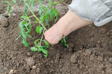 Агроном Давыдова объяснила, что обожают помидоры: 1 ковш в лунку – и томаты прут как заведенные