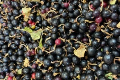 Смородине весной - не только обрезка: настаиваю 5 дней и лью - ягод как песка на пляже