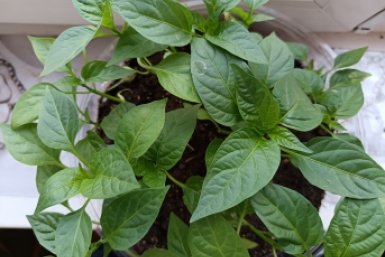 Не на южном окне: где лучше всего растет рассада перца — кустики один к одному, плотные и коренастые