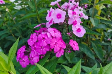 Даже в Сибири цветет 3 месяца подряд: лучший многолетник для сада и балкона – аромат на 2 км в округе