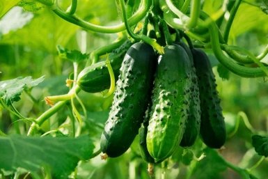 Из пучковых гибридов посею 1 самый урожайный: вяжет огурцы букетом по 10 шт - идеален для открытого грунта и теплицы