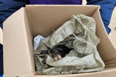 В Анапе волонтеры и власти объединились для помощи найденным в мазуте птицам