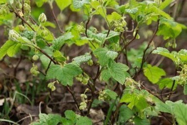 Для защиты смородины в апреле - строго необходимо: Почковой клещ и мучнистая роса забыты