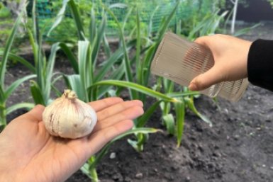 Чеснок пойдет в рост на глазах: 1 стакан на ведро воды - перья будут сочными, а головки мощными