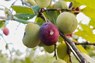 Не замерзает и плодоносит как заведенная: этот сорт сливы точно не оставит без урожая - плоды слаще карамели